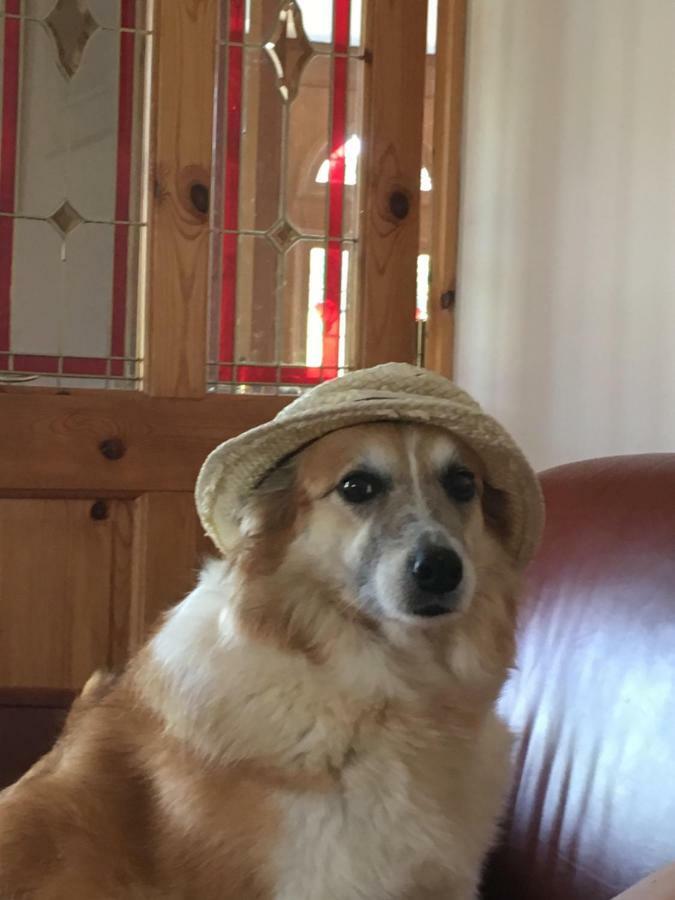 Tobernaglough Wexford Pet Friendly Country B&B Ramsgrange Экстерьер фото